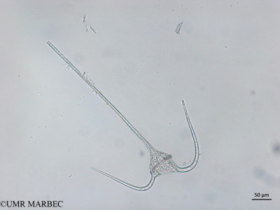 phyto/Brazilian_Nordeste/FernandodeNoronha_station40/ABRACOS2 April 2017/Tripos massiliensis f. armatus (Snap-6126)(copy)_thumb.jpg